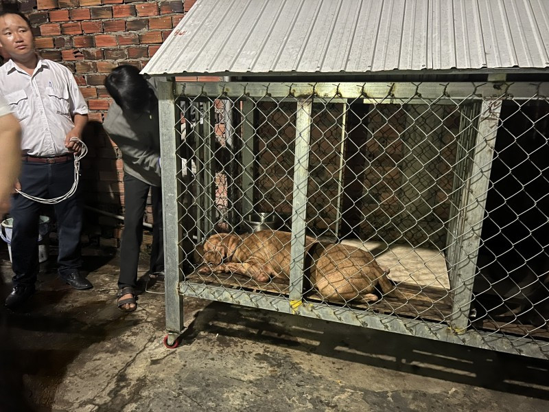 Đề xuât cấm nuôi chó dữ: Pitbull, Becgie, Rottweiler… loài nào nên cấm? De xuat cam nuoi cho du: Pitbull, Becgie, Rottweiler… loai nao nen cam?