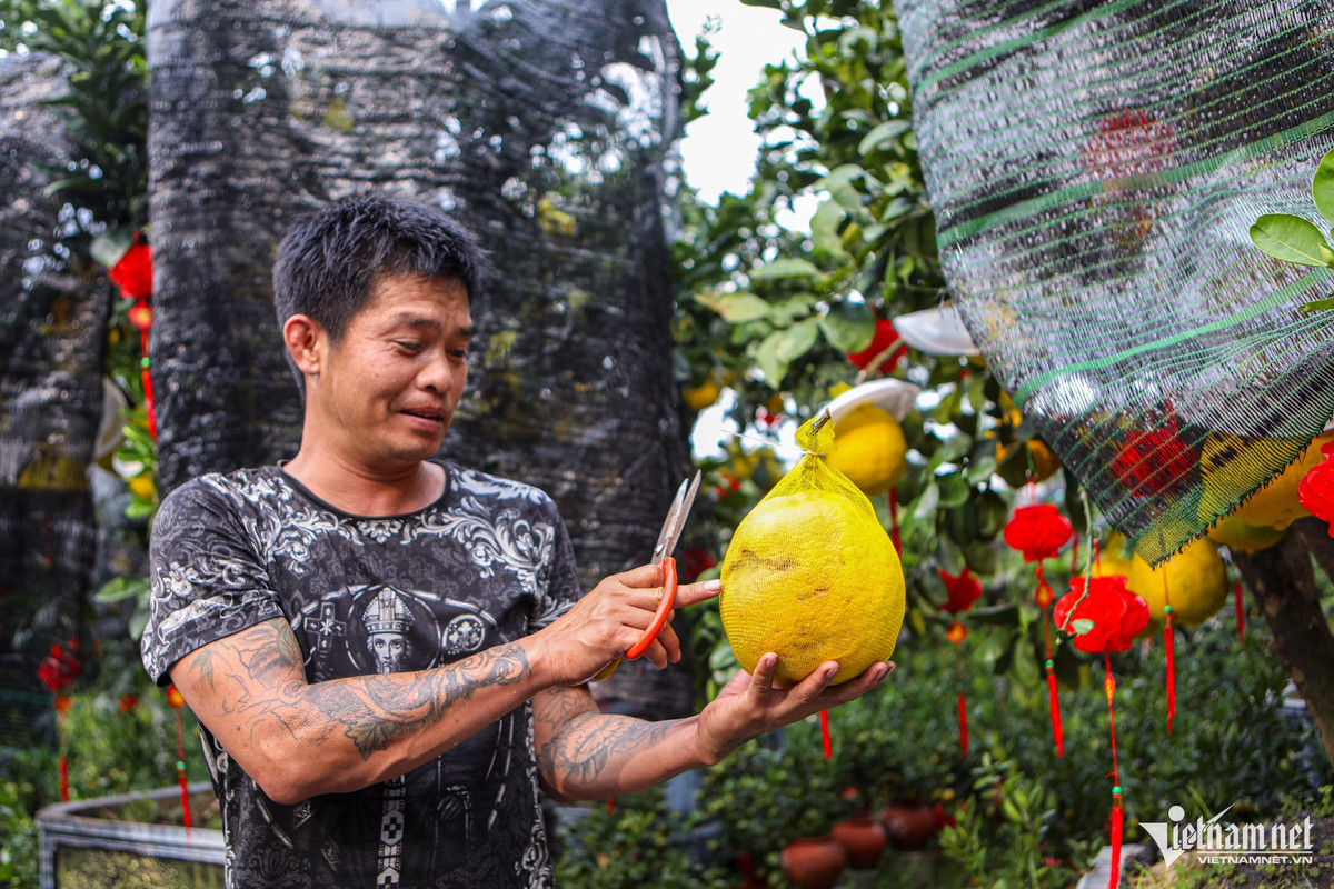 "Chúng tôi phải cắt bỏ bớt những quả bị nám, già để tránh suy cây. Năm nay, thời tiết ở TPHCM khá tốt, phù hợp để bưởi Diễn phát triển. Dù giá vận chuyển và giá cây nhập vào cao hơn năm ngoái một chút nhưng vựa vẫn giữ giá bình ổn. Tôi nhập đợt một 70 gốc bưởi to, 30 gốc bưởi nhỏ, đến nay khách đã đặt trước khoảng 40%" - anh Nguyễn Xuân Đạt, một chủ vựa cây kiểng, chia sẻ.