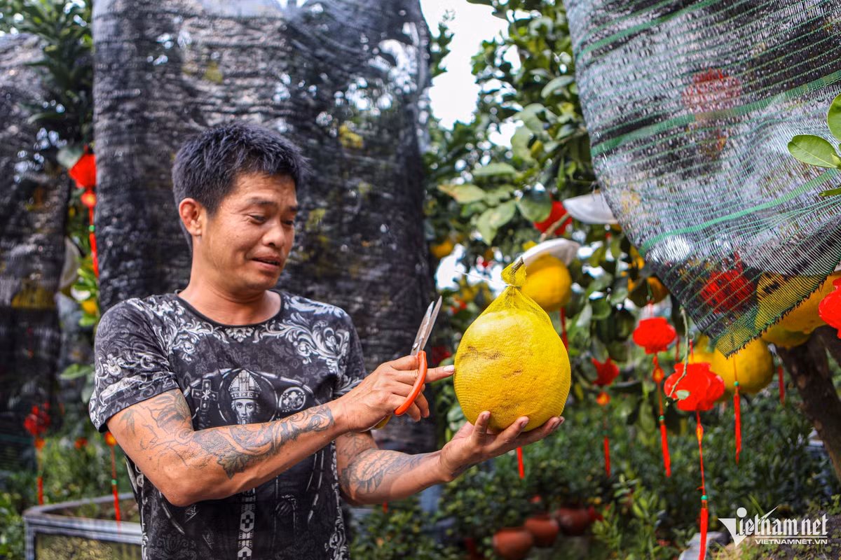"Chúng tôi phải cắt bỏ bớt những quả bị nám, già để tránh suy cây. Năm nay, thời tiết ở TPHCM khá tốt, phù hợp để bưởi Diễn phát triển. Dù giá vận chuyển và giá cây nhập vào cao hơn năm ngoái một chút nhưng vựa vẫn giữ giá bình ổn. Tôi nhập đợt một 70 gốc bưởi to, 30 gốc bưởi nhỏ, đến nay khách đã đặt trước khoảng 40%" - anh Nguyễn Xuân Đạt, một chủ vựa cây kiểng, chia sẻ.