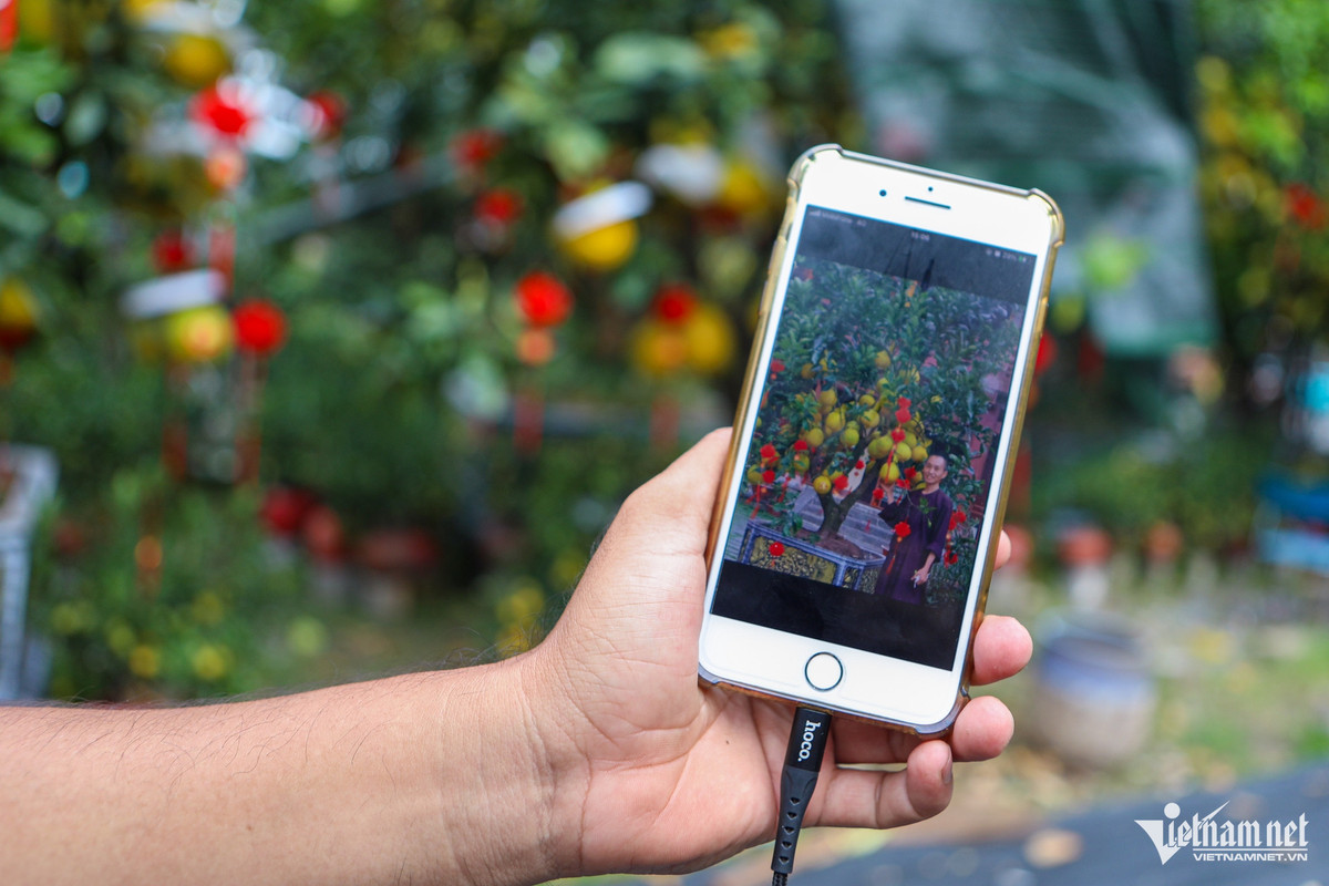 Ngoài việc đón khách hàng đến chọn trực tiếp, chị Trịnh Thị Minh Uyên còn quay thêm video và chụp ảnh cho khách hàng ở xa lựa chọn. "Thời điểm này, bưởi đã chín vàng, đủ đẹp để tiếp tục chăm sóc, cắt tỉa và trang trí" - người bán cây nói thêm. 