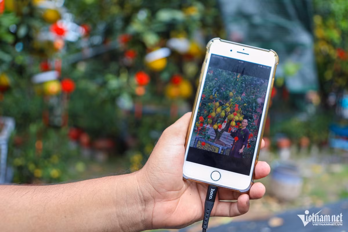 Ngoài việc đón khách hàng đến chọn trực tiếp, chị Trịnh Thị Minh Uyên còn quay thêm video và chụp ảnh cho khách hàng ở xa lựa chọn. "Thời điểm này, bưởi đã chín vàng, đủ đẹp để tiếp tục chăm sóc, cắt tỉa và trang trí" - người bán cây nói thêm. 