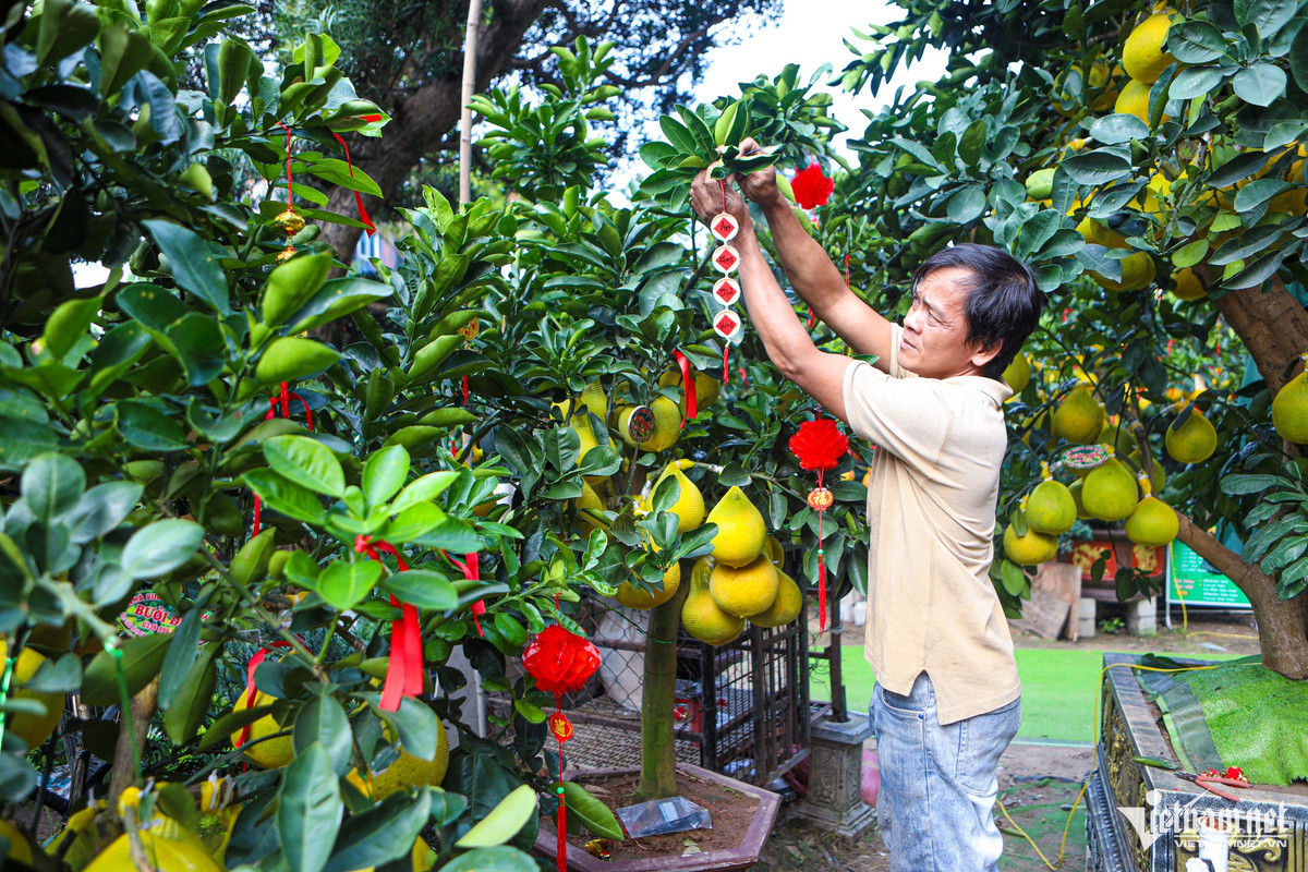 Tùy vào nhu cầu của mỗi khách hàng mà nhà vườn có nhiều cách trang trí khác nhau như treo nơ "khổng lồ", lồng đèn, câu đối Tết... để cây bưởi rực rỡ hơn.