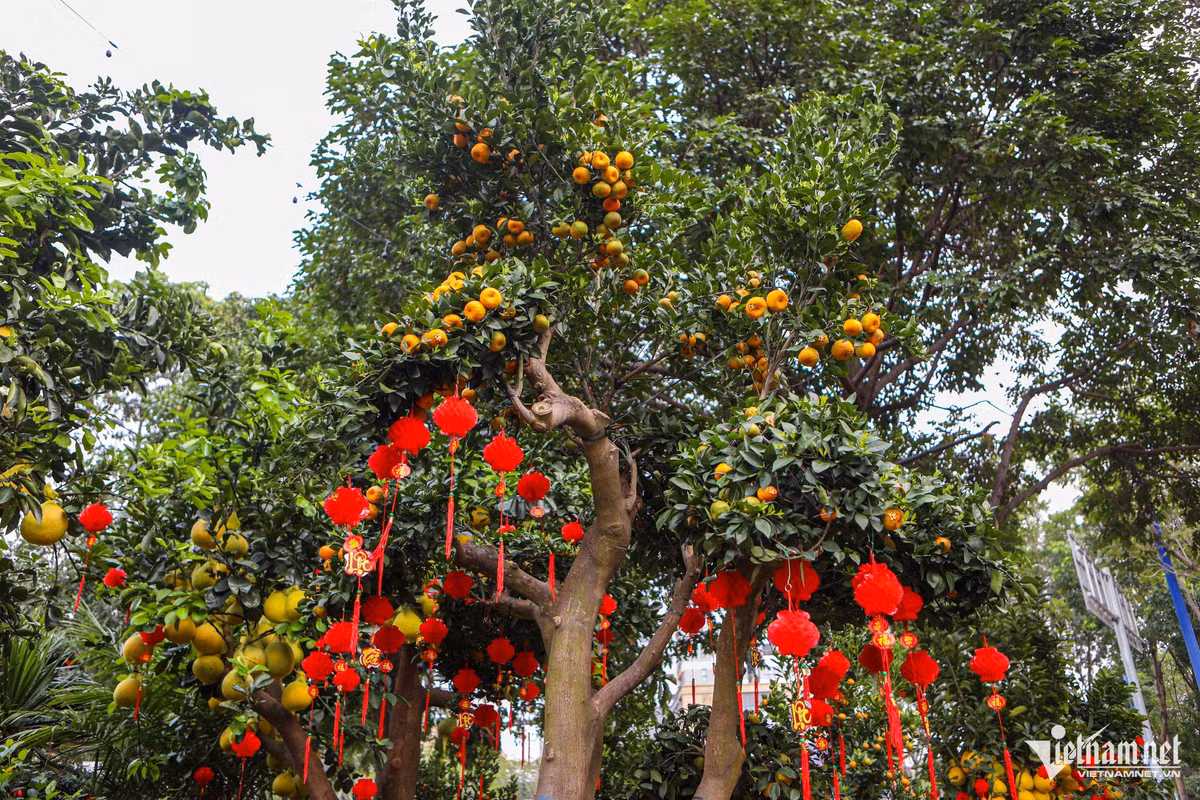 Một số cây trong quá trình vận chuyển bị hư hỏng nhiều trái được các nhà vườn ghép thêm quả phật thủ, quýt để tạo kiểu và giữ dáng.