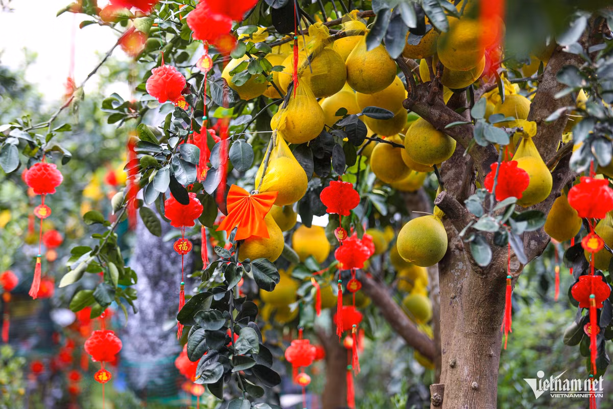 Những vườn kiểng dọc các tuyến đường như Phạm Văn Đồng, Mai Chí Thọ (TP Thủ Đức), Thành Thái (quận 10)... được nhuộm màu vàng rực rỡ của những cây bưởi Diễn trĩu quả.
