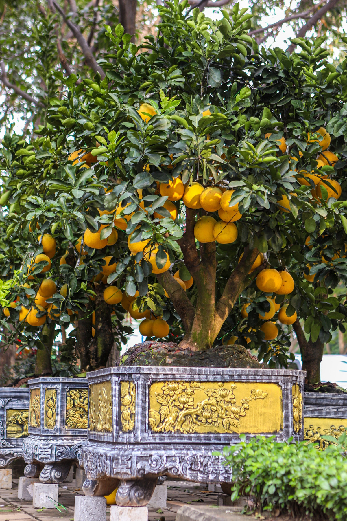Theo các nhà vườn, mỗi chậu trung bình có từ 50 trái trở lên, có chậu trên 100 trái. Trong ảnh là một số chậu bưởi to có giá hơn 80 triệu đồng của cơ sở Việt Anh trên đường Mai Chí Thọ (TP Thủ Đức).