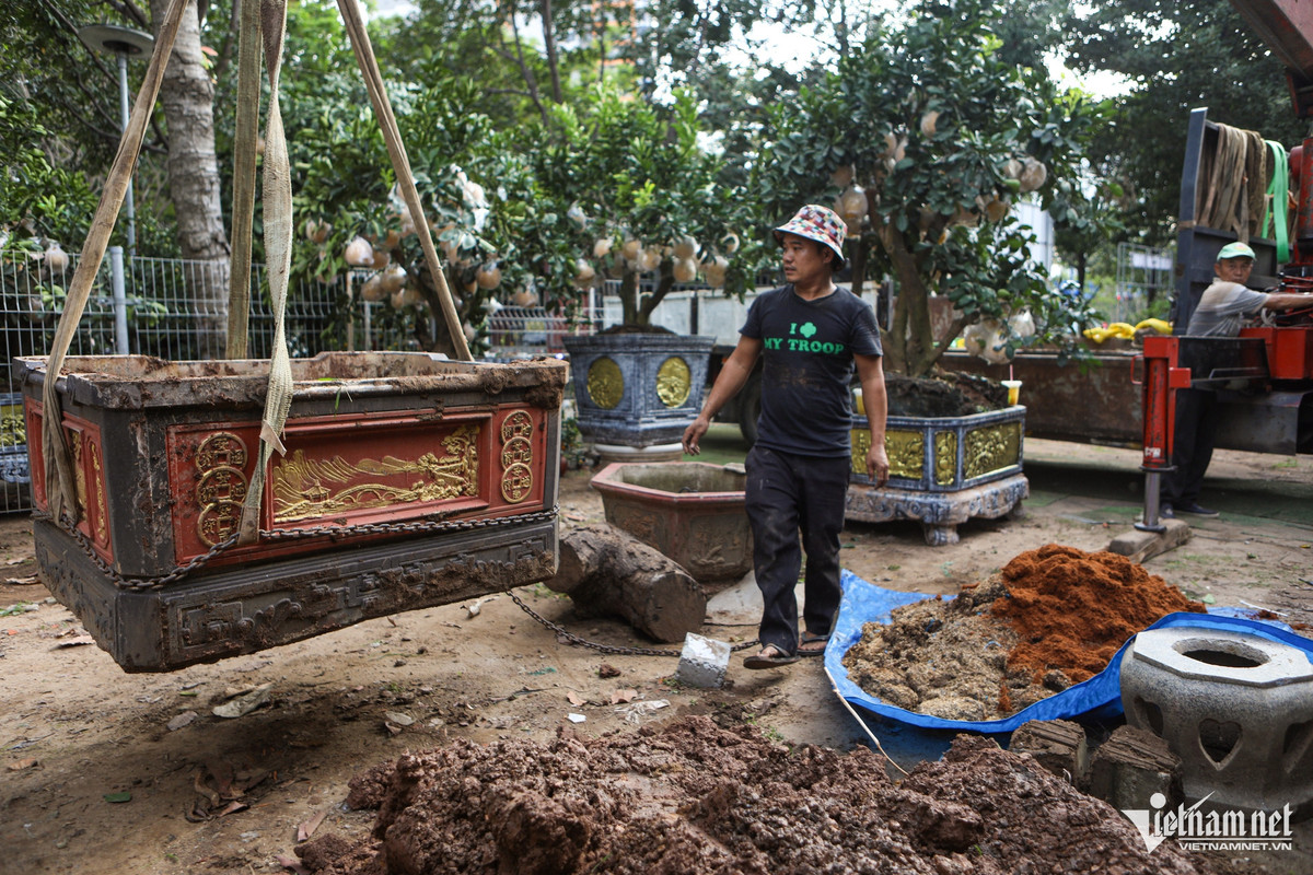 Theo chia sẻ của các nhà vườn, từ tháng 7 đến cuối tháng 9, các hộ kinh doanh ở đây sẽ ra miền Bắc, đặc biệt là các vườn ở Hưng Yên, để chọn lựa từng cây bưởi rồi đặt hàng trước. Tới giữa tháng 12, họ bắt đầu cho vận chuyển vào TPHCM để chăm sóc, rồi gần Tết sẽ giao cho khách.