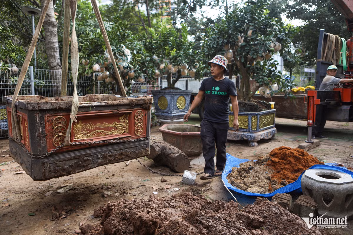 Theo chia sẻ của các nhà vườn, từ tháng 7 đến cuối tháng 9, các hộ kinh doanh ở đây sẽ ra miền Bắc, đặc biệt là các vườn ở Hưng Yên, để chọn lựa từng cây bưởi rồi đặt hàng trước. Tới giữa tháng 12, họ bắt đầu cho vận chuyển vào TPHCM để chăm sóc, rồi gần Tết sẽ giao cho khách.