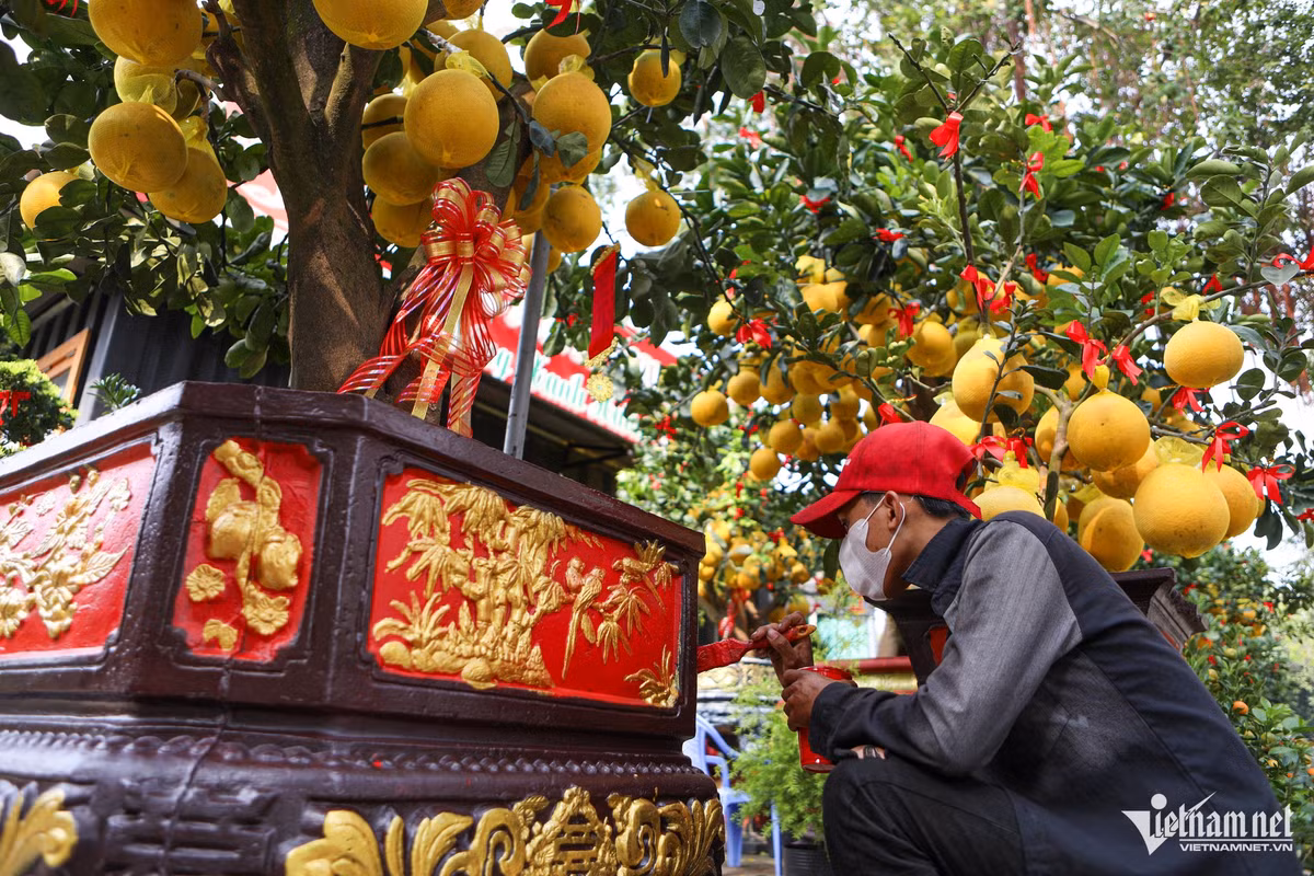 Theo người trong nghề, một cây bưởi đẹp, chuẩn để chưng Tết thì lá phải xanh và dày, trái chín vừa phải, có lộc non... Ngoài ra, phần chậu cũng được các nhà vườn đầu tư trang trí.