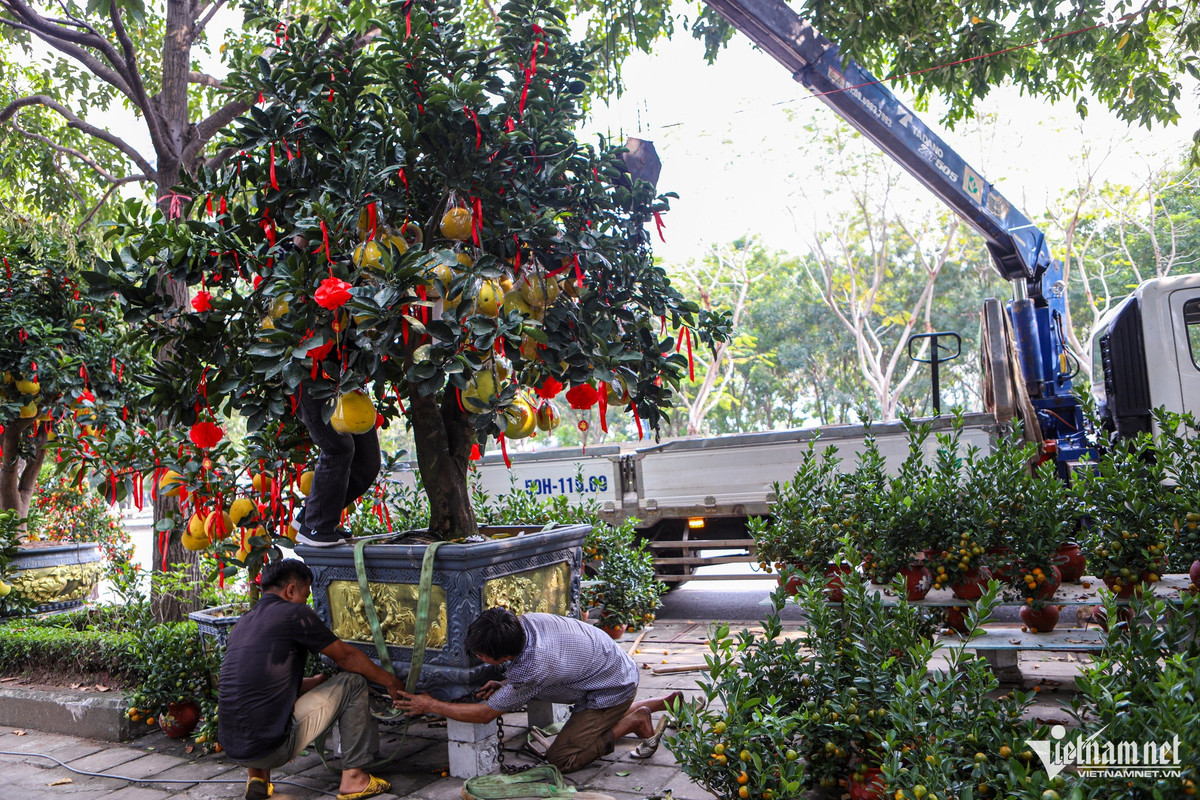 Giá mỗi cây bưởi Diễn từ 10 đến hơn 80 triệu đồng. Trước khi giao cho khách, các chủ vườn bọc quả cẩn thận. Ngoài bưởi cảnh, chủ vườn kiểng thường nhập thêm quất cảnh, cây bonsai mini… với nhiều mức giá đáp ứng mọi nhu cầu của khách trong dịp Tết sắp tới.