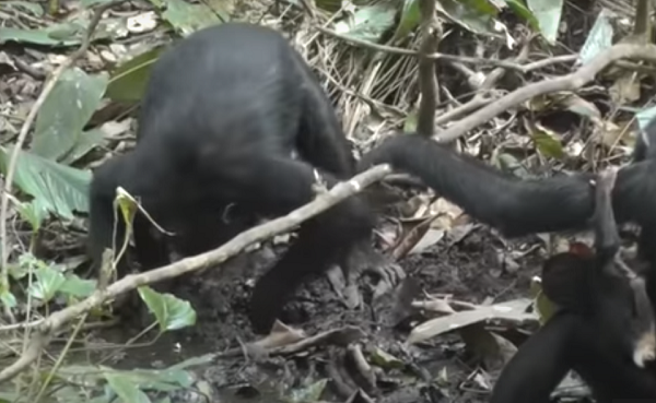 Kể từ đó, một số con tinh tinh Waibira non và con cái trưởng thành khác đã bắt chước hành vi này. Tuy không thấy hành động này diễn ra ở những con đực nhưng chúng vẫn thường xuyên sử dụng giếng được các thành viên khác trong cộng đồng đào sẵn.
