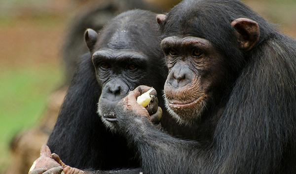 Tinh tinh trẻ tuổi thường học hành vi mới nhanh hơn. Ở đây, tinh tinh cái trưởng thành đặc biệt cần nước bởi chúng phải cho con bú.