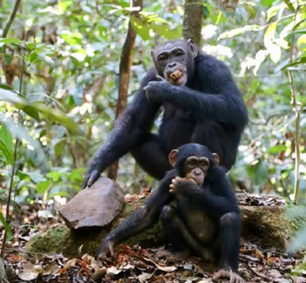 Theo Cat Hobaiter, nhà linh trưởng học ở Đại học St. Andrews, việc đào giếng mới chỉ được bắt gặp ở tinh tinh sống trên đồng cỏ cao và các thành viên cùng đàn cần thời gian để học hỏi hành vi.