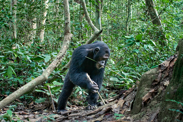 ...Và thậm chí nó còn khó hơn, vì một khi bắt đầu đào thì bạn vẫn phải đợi một chút thời gian để nước dâng lên trong giếng. Chúng ta biết rằng hành vi với một phần thưởng bị trì hoãn sẽ khó học hỏi hơn rất nhiều, vì vậy đây quả thực là một phát hiện cực kỳ thú vị”, Hobaiter nói.