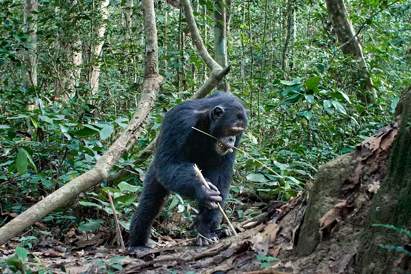 ...Và thậm chí nó còn khó hơn, vì một khi bắt đầu đào thì bạn vẫn phải đợi một chút thời gian để nước dâng lên trong giếng. Chúng ta biết rằng hành vi với một phần thưởng bị trì hoãn sẽ khó học hỏi hơn rất nhiều, vì vậy đây quả thực là một phát hiện cực kỳ thú vị”, Hobaiter nói.