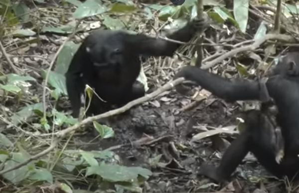 Hành động này bắt nguồn từ Onyofi, một con cái trẻ gia nhập cộng đồng từ năm 2015 đã thực hiện kỹ năng đào giếng và nhanh chóng được các con khác chú ý.