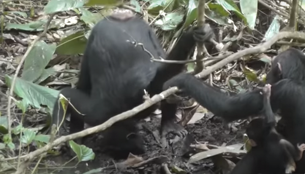 Kỹ năng này đã giúp các con tinh tinh sống thoải mái trước tình trạng khô hạn đang bao trùm Đông Phi vào thời điểm đó. Khí hậu ngày càng cực đoan hơn, hành vi này giúp các cộng đồng như tinh tinh Waibira tiếp tục phát triển.