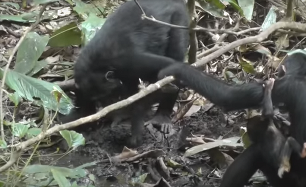 Theo các nhà khoa học, hành vi ban đầu của Onyofi, với thao tác đào giếng rất thành thạo, cho thấy nó phải lớn lên ở một cộng đồng biết đào giếng khác.