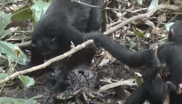 Họ còn còn quan sát thấy phản ứng khá thú vị của những con đực, bao gồm cả những con "có địa vị" trong đàn: Hết sức lịch sự khi chờ đợi Oniofy đào giếng, chờ nó uống xong rồi mới mượn giếng để uống nước.