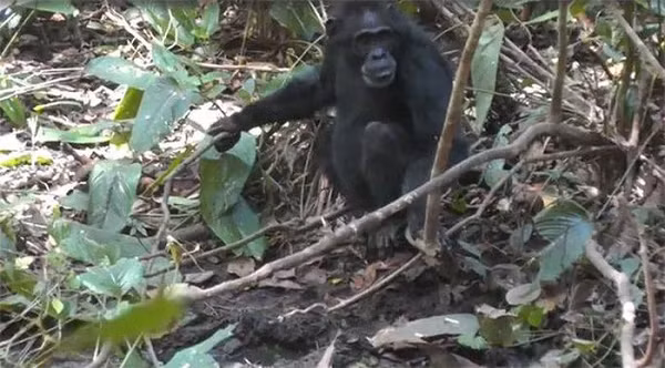 Nhóm nghiên cứu từ Trường Tâm lý và Khoa học thần kinh (Đại học St Andrews - Anh) và Trường nhân chủng học và bảo tồn (Đại học Kent - Mỹ) đã quan sát những con tinh tinh sống trong rừng mưa chủ động đào giếng để tránh khô hạn mùa hè.