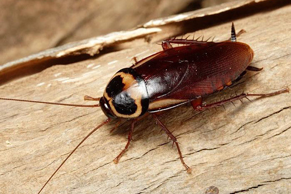 Khi không còn đầu, gián sẽ không cần vận động nhiều nên năng lượng sẽ được bảo tồn, giúp chúng kéo dài sự sống hàng tuần mà không ăn. Miễn là không nhiễm virus, vi khuẩn, nấm mốc gián vẫn tồn tại như những kị sỹ không đầu.