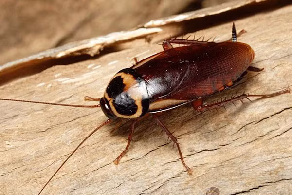 Khi không còn đầu, gián sẽ không cần vận động nhiều nên năng lượng sẽ được bảo tồn, giúp chúng kéo dài sự sống hàng tuần mà không ăn. Miễn là không nhiễm virus, vi khuẩn, nấm mốc gián vẫn tồn tại như những kị sỹ không đầu.