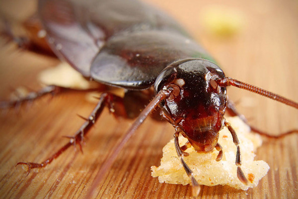 Gián có thể chạy đến vận tốc 5km/h nếu chúng có cùng trọng lượng với chúng ta vận tốc đó sẽ là 700 km/h nhanh hơn tất cả siêu xe nhanh nhất của chúng ta bây giờ.