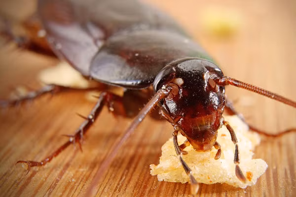 Gián có thể chạy đến vận tốc 5km/h nếu chúng có cùng trọng lượng với chúng ta vận tốc đó sẽ là 700 km/h nhanh hơn tất cả siêu xe nhanh nhất của chúng ta bây giờ.