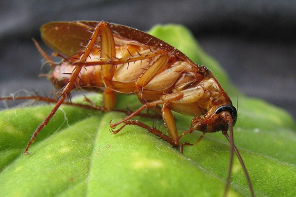 Gián nhà có chiều dài từ 1,5 cm (gián nâu, Blattella germanica) đến 3 cm (gián Mỹ, Periplaneta americana).