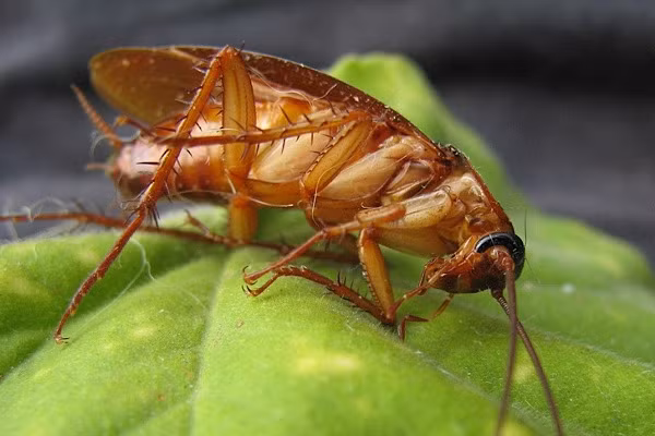 Gián nhà có chiều dài từ 1,5 cm (gián nâu, Blattella germanica) đến 3 cm (gián Mỹ, Periplaneta americana).
