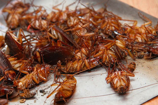 Năm 2007, một nghiên cứu tiến hành ở Nhật cho thấy gián có trí nhớ, cho phép chúng hình thành phản xạ có điều kiện và có thể “dạy dỗ” chúng được (làm các động tác xiếc chẳng hạn) nhờ sự phản xạ có điều kiện này.