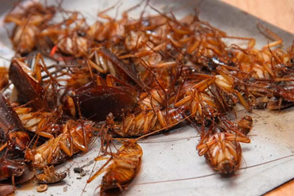 Năm 2007, một nghiên cứu tiến hành ở Nhật cho thấy gián có trí nhớ, cho phép chúng hình thành phản xạ có điều kiện và có thể “dạy dỗ” chúng được (làm các động tác xiếc chẳng hạn) nhờ sự phản xạ có điều kiện này.