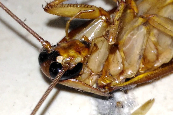 Khi thời tiết khắc nghiệt, gián có thể ăn thịt lẫn nhau hoặc chất nhầy của chính mình để sinh tồn. Chúng là loài côn trùng quấy rối nhà bếp của bạn nhưng theo các nhà khoa học chỉ 1% loài gián là gây hại.