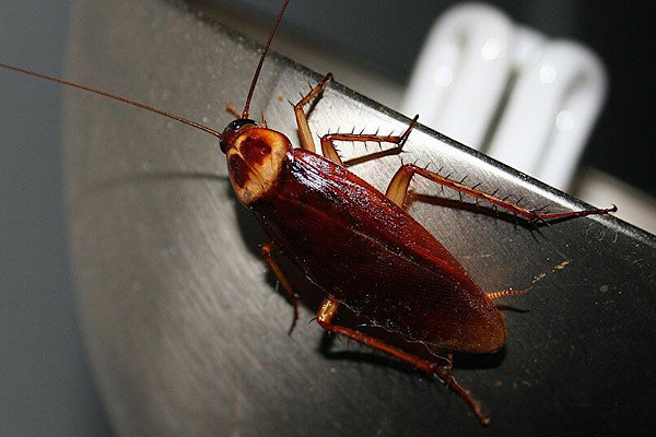 Nhiều người cho rằng chẳng con vật nào đáng ghê tởm hơn con gián. Trong tổng số hơn 4.000 loài gián thì trong nhà của chúng ta có đến 30 loại.