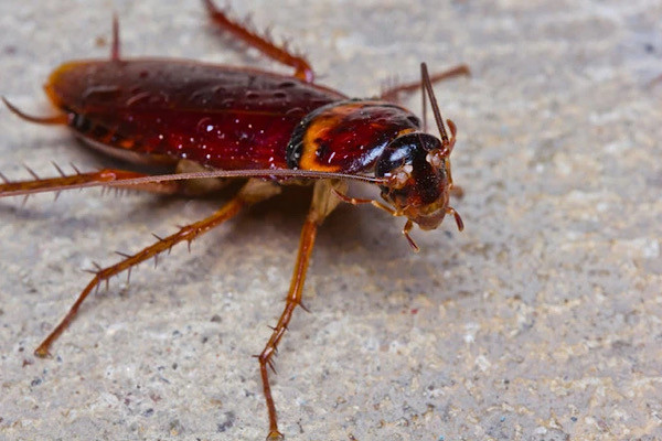 Đó chính là lý do giúp ngăn ngừa sự mất máu nhanh chóng, làm máu nhanh đông và bịt kín phần đầu của chúng. Hơn nữa, gián "hít vào và thở ra" qua nhiều ống nối với các lỗ (gọi là spiracles)trải dài theo chiều dài của cơ thể.