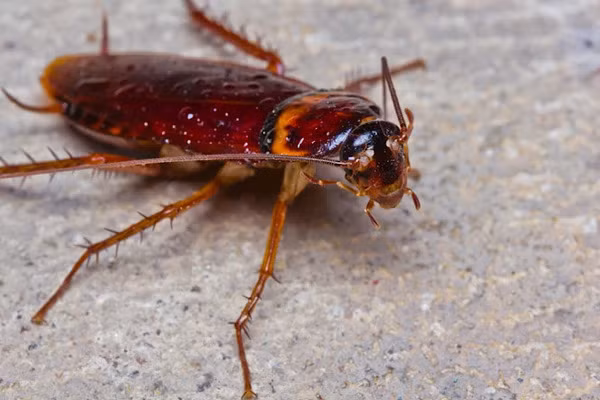 Đó chính là lý do giúp ngăn ngừa sự mất máu nhanh chóng, làm máu nhanh đông và bịt kín phần đầu của chúng. Hơn nữa, gián "hít vào và thở ra" qua nhiều ống nối với các lỗ (gọi là spiracles)trải dài theo chiều dài của cơ thể.