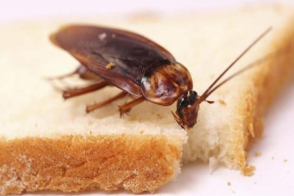 Các nhà khoa học cho biết, gián vẫn sống nhởn nhơ ở vùng nổ bom nguyên tử, đầy các chất phóng xạ. Chỉ gián với bò cạp chịu được môi trường độc hại đó.