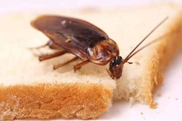 Các nhà khoa học cho biết, gián vẫn sống nhởn nhơ ở vùng nổ bom nguyên tử, đầy các chất phóng xạ. Chỉ gián với bò cạp chịu được môi trường độc hại đó.