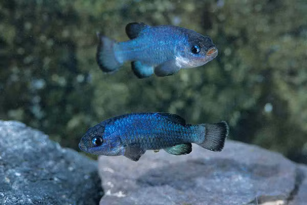 Devils hole pupfish là một loài cá nhỏ, có chiều dài tối đa là 30mm. Chúng có màu sắc khác nhau tùy theo độ tuổi và giới tính. Cụ thể, con đực có màu xanh sáng và con cái có màu vàng sáng.