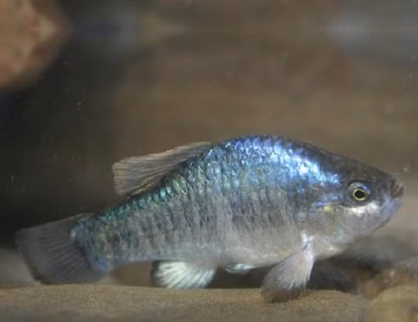 Chúng sinh sản quanh năm, thường là vào mùa xuân và thu. Thời điểm sinh sản đạt đỉnh cao là từ giữa tháng 2 đến giữa tháng 5. Những con Devils hole pupfish cái có khả năng sinh sản rất thấp.