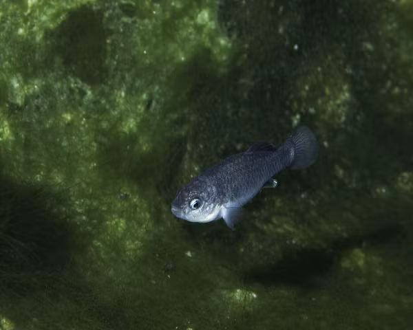 Não của con cái có màu xanh lá cây kim loại, và mắt của chúng có màu xanh kim loại. Con non có màu tổng thể giống như con cái, mặc dù chúng có một thanh dọc mờ ở hai bên. Loài cá này không có vây bụng.