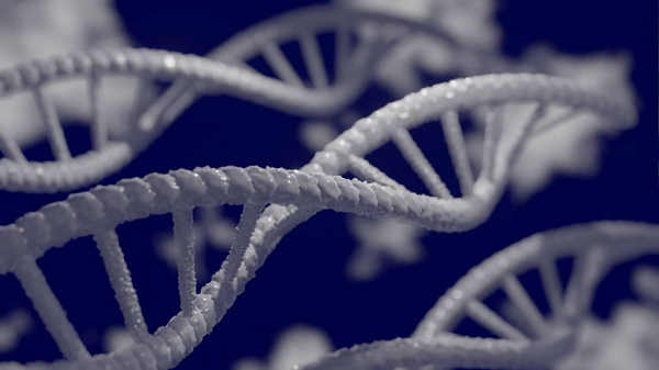 Theo các nhà khoa học, 60% người gốc Nam Á và 15% người gốc châu Âu có mang loại gen có nguy cơ cao này. Nghiên cứu mới đây từ Đại học Oxford Brookes - Anh đã giải mã loại gen này.