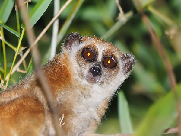 Việt Nam có hai loài là cu li lớn Nycticebus coucang và cu li nhỏ Nycticebus pygmaeus. Chúng thường sống ở rừng xanh nguyên sinh hoặc thứ sinh. Loài này thường kiếm ăn ban đêm với thức ăn chủ yếu là côn trùng, bọ cánh cứng, nhựa cây đóng cục.