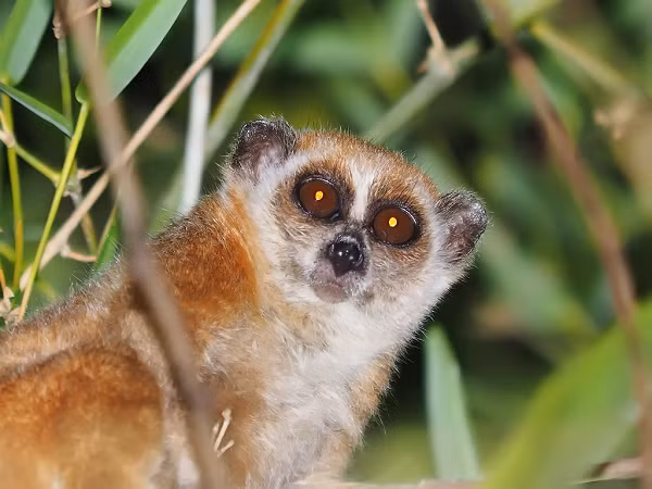 Việt Nam có hai loài là cu li lớn Nycticebus coucang và cu li nhỏ Nycticebus pygmaeus. Chúng thường sống ở rừng xanh nguyên sinh hoặc thứ sinh. Loài này thường kiếm ăn ban đêm với thức ăn chủ yếu là côn trùng, bọ cánh cứng, nhựa cây đóng cục.