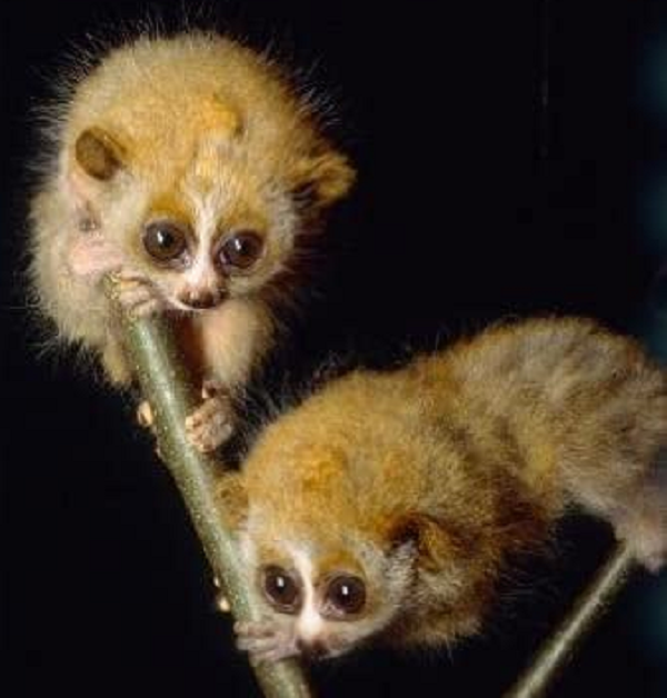 Để tránh bị độc, họ tàn nhẫn bằng cách bẻ hết những chiếc răng sắc nhọn của chúng để không bị cắn và truyền nọc độc. Hành động này theo các nhà khoa học sẽ khiến cu li bị chảy máu và nhiễm trùng, dẫn đến chết.