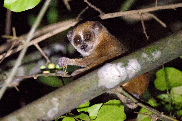 Cu li là loài thú quý và cổ trong bộ linh trưởng Primates. Chúng có mùi vị trí đặc biệt trong nghiên cứu tiến triển và điều chỉnh với đời sống trên cây. Mặt khác, chúng dễ nuôi, nên có thể nuôi cho phối giống trong các vườn thú.