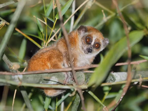 Cu li (tên khoa học Nycticebus pygmaeus, họ cu li Loricidae, bộ linh trưởng Primates) được xếp vào danh mục các loài động vật rừng nguy cấp, quý hiếm, nghiêm cấm khai thác, sử dụng vào mục đích thương mại.