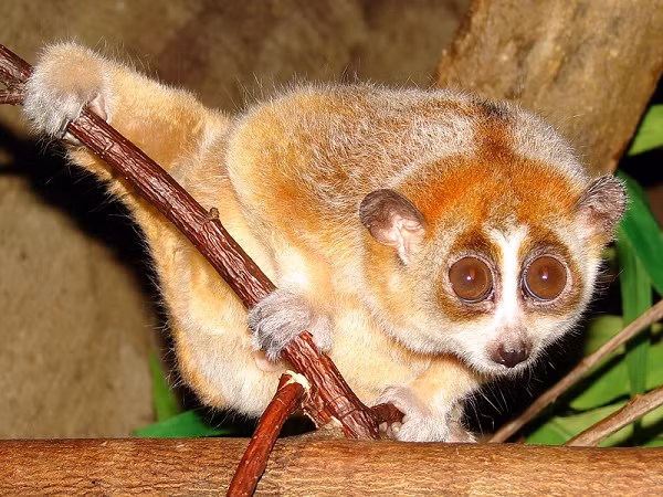 Chúng sống trong tất cả các sinh cảnh rừng, gồm cả rừng tre nứa, đồi cây bụi… Sống lẻ loi, lặng lẽ, hoặc thành nhóm 3 – 4 con, di chuyển êm ái, chuyền từ cành này sang cành khác.