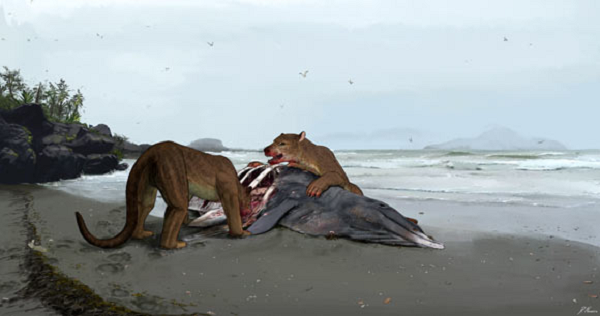 Hoá thạch của một loài quái thú hoàn toàn mới đã được phát hiện là một phần hàm dưới được phục hồi từ trầm tích biển của Sallepisse thuộc vùng Pyrénées-Atlantiques - Pháp.