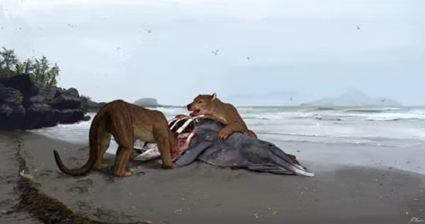 Hoá thạch của một loài quái thú hoàn toàn mới đã được phát hiện là một phần hàm dưới được phục hồi từ trầm tích biển của Sallepisse thuộc vùng Pyrénées-Atlantiques - Pháp.