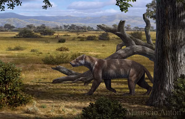 Amphicyonidae, thường được gọi là "những con chó gấu", là một loài ăn thịt lớn thuộc phân bộ dạng chó đã tuyệt chủng (có nghĩa là "động vật giống loài chó ").